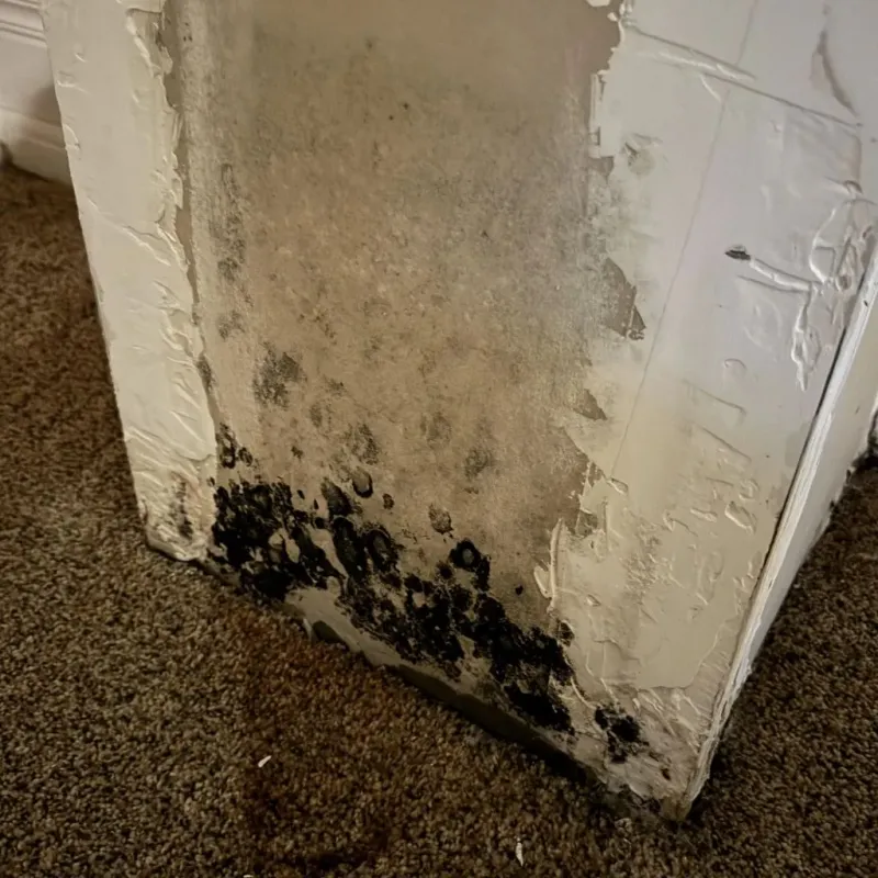 Professional Mold Removal in Bedford, PA